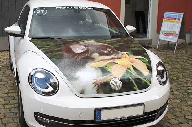 Beetle Designfolierung
